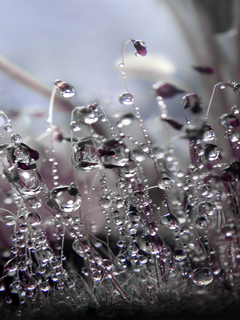 oboi_nokia_5800_pririda_frukty_cvety_wallpapers_nature_fruits_flovers_5800-14.png