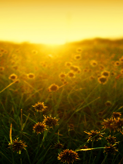 oboi_nokia_5800_pririda_frukty_cvety_wallpapers_nature_fruits_flovers_5800-1.png