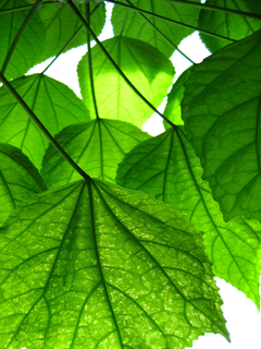 oboi_nokia_5800_pririda_frukty_cvety_wallpapers_nature_fruits_flovers_5800-10.png