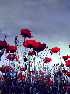 oboi_nokia_5800_pririda_frukty_cvety_wallpapers_nature_fruits_flovers_5800-11.png