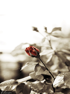 oboi_nokia_5800_pririda_frukty_cvety_wallpapers_nature_fruits_flovers_5800-15.png