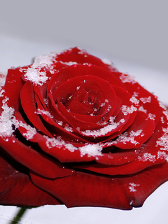 oboi_nokia_5800_pririda_frukty_cvety_wallpapers_nature_fruits_flovers_5800-3.png