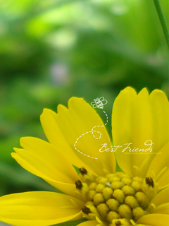 oboi_nokia_5800_pririda_frukty_cvety_wallpapers_nature_fruits_flovers_5800-7.png